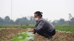 Rau siêu thị, rau chợ và bài toán lòng tin