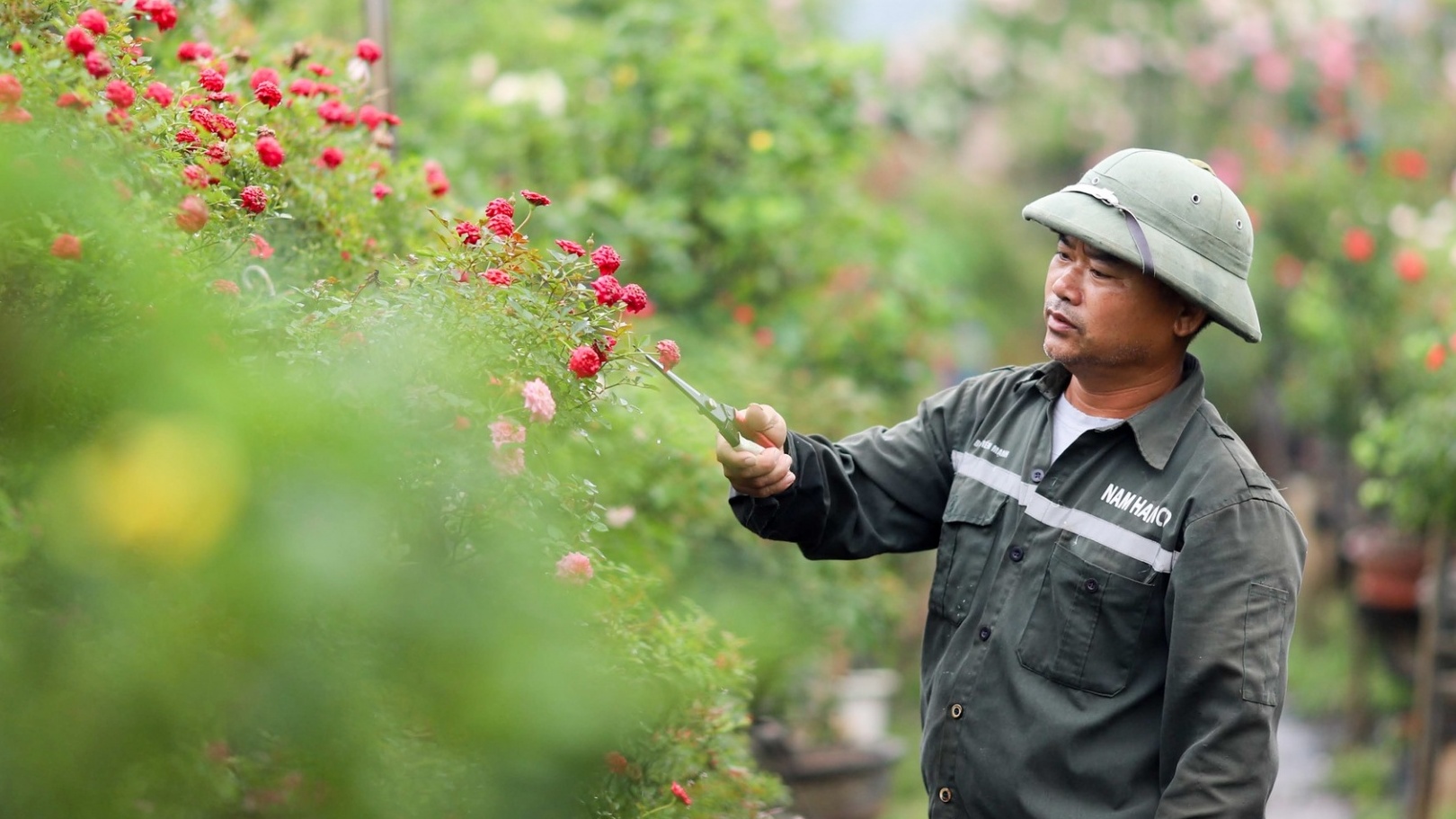 “Cuộc chiến” hoa hồng của người nông dân