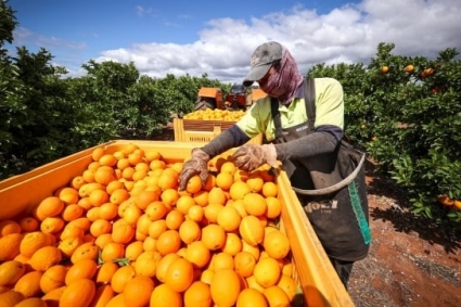 Cảnh báo: Lừa đảo, thu tiền của người lao động sang Australia làm nông nghiệp