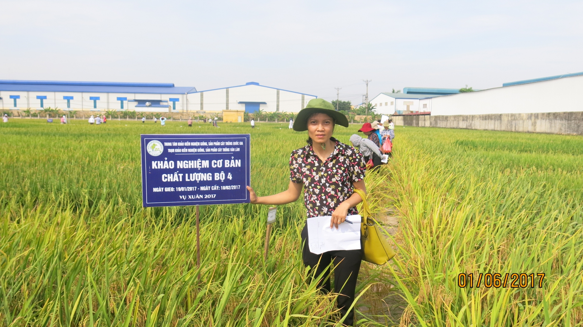 Người yêu giống lúa Việt