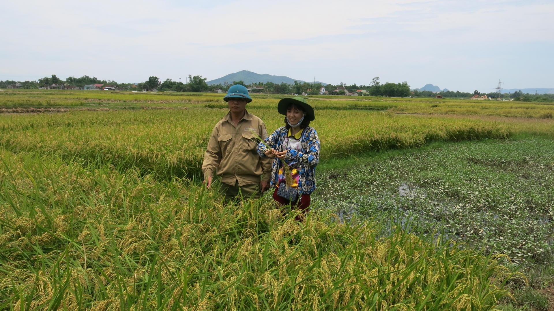 Người yêu giống lúa Việt