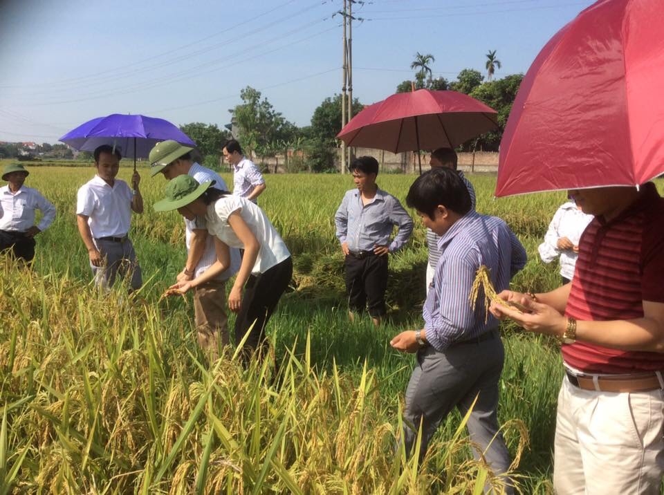 Người yêu giống lúa Việt