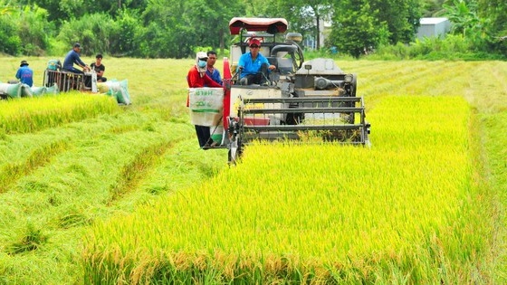 Đẩy mạnh cho vay lúa gạo tín chấp trên cơ sở quản lý dòng tiền