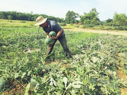 Nông dân Quảng Ngãi "đứng ngồi không yên" vì gần 22.000 tấn dưa hấu chưa có đường đi