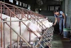 Giá heo hơi chạm đỉnh, bữa ăn của người lao động kéo dài chuỗi ngày "vắng" thịt