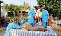 An Giang ngăn chặn lợn nhập lậu ngay từ biên giới