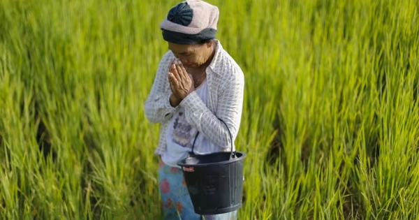 Khi nông dân Thái Lan mê giống lúa Việt Nam