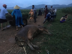 nghe an di lam dong ve mot phu nu bi set danh tu vong