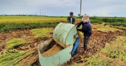 Làm sao để người trồng lúa đạt được &quot;mục tiêu kép&quot;?