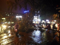 anh huong cua bao so 3 nhieu cay lon bi quat do tren duong pho ha noi vi mua lon