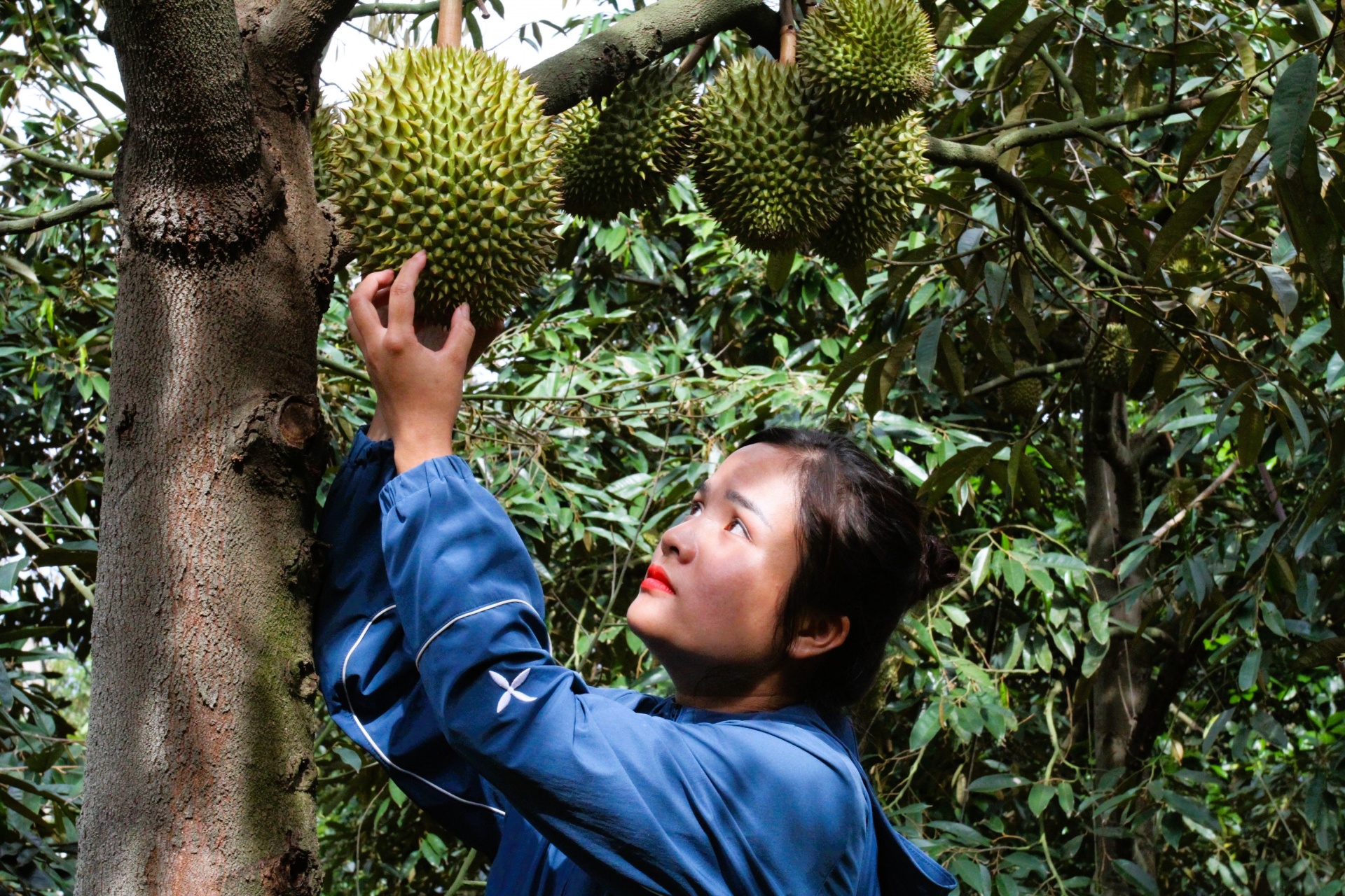 Nữ thương lái đi suốt bốn mùa Tây Nguyên